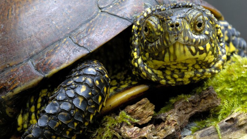 Turtle with Yellow Markings — Brown