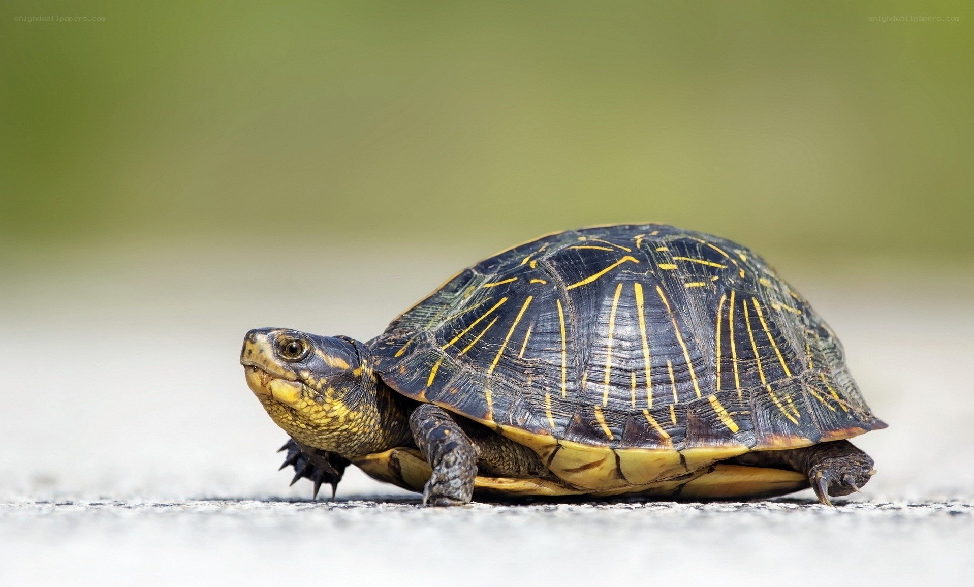 turtle with yellow markings