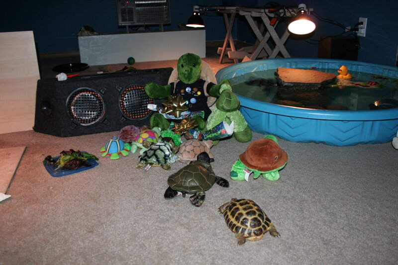 turtles and a pool