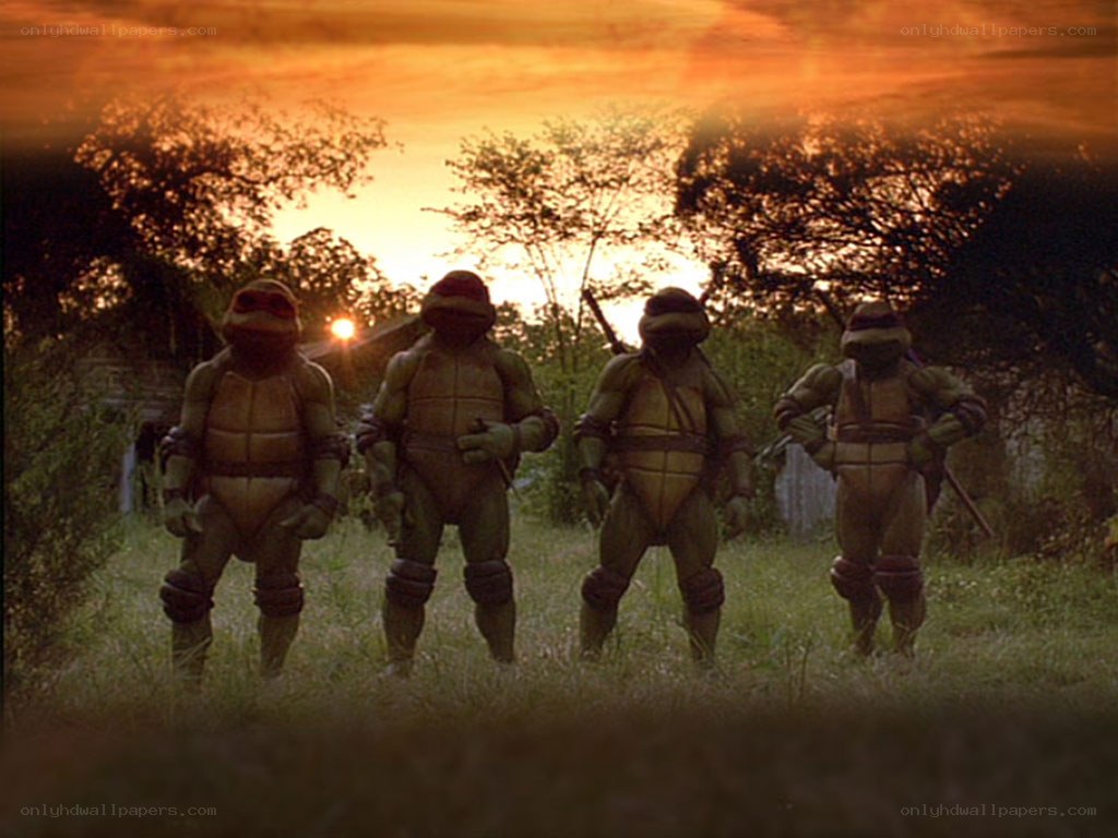 Turtles at sunset