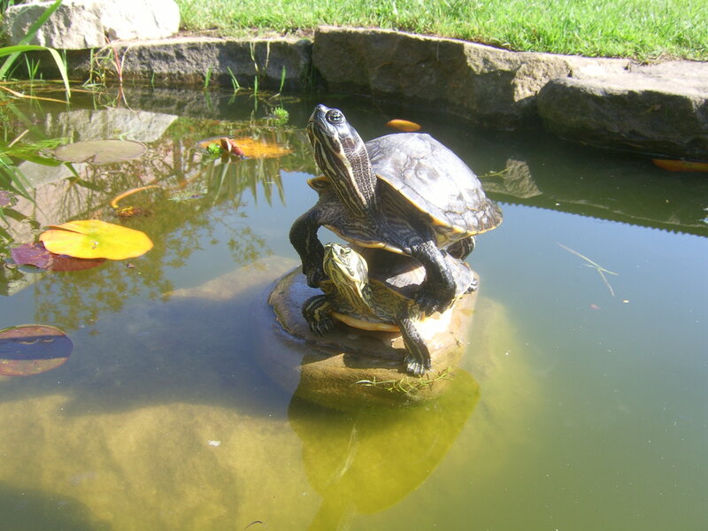 Turtles basking in a pond
