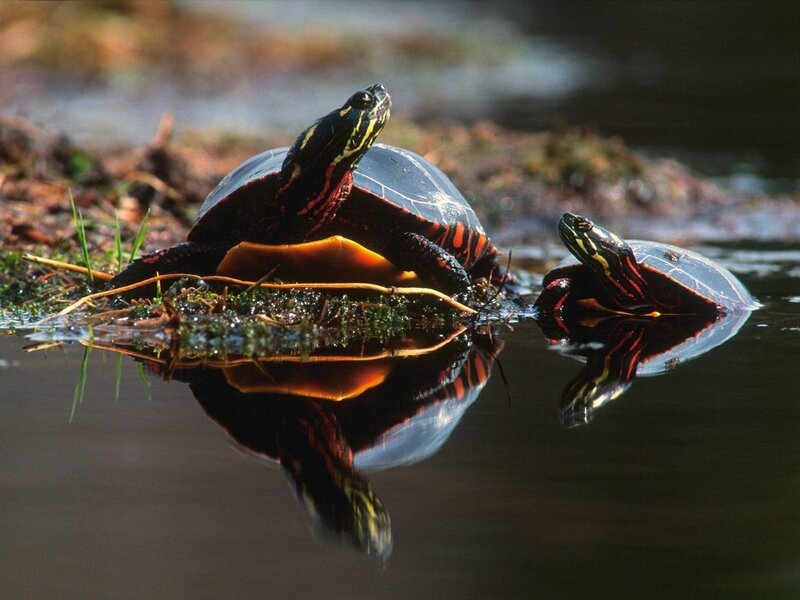 Turtles basking in water