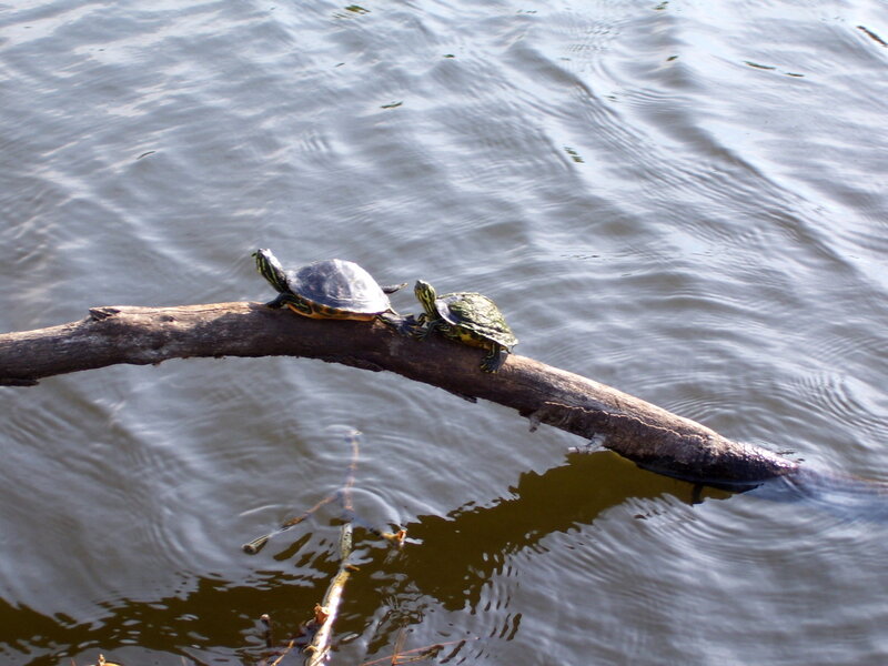 Turtles basking on a log