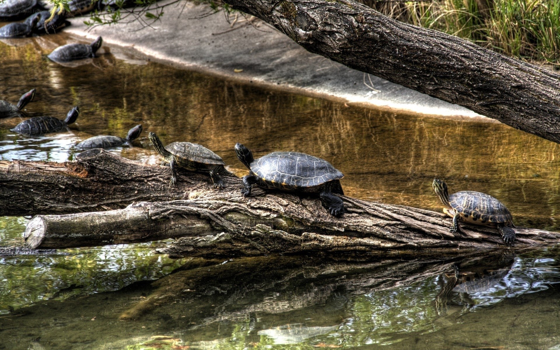 Turtles basking on a log