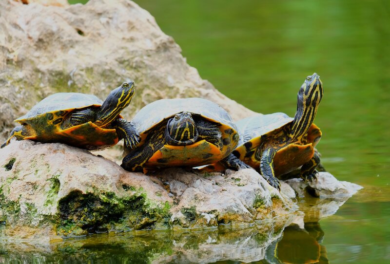 Turtles basking on a rock