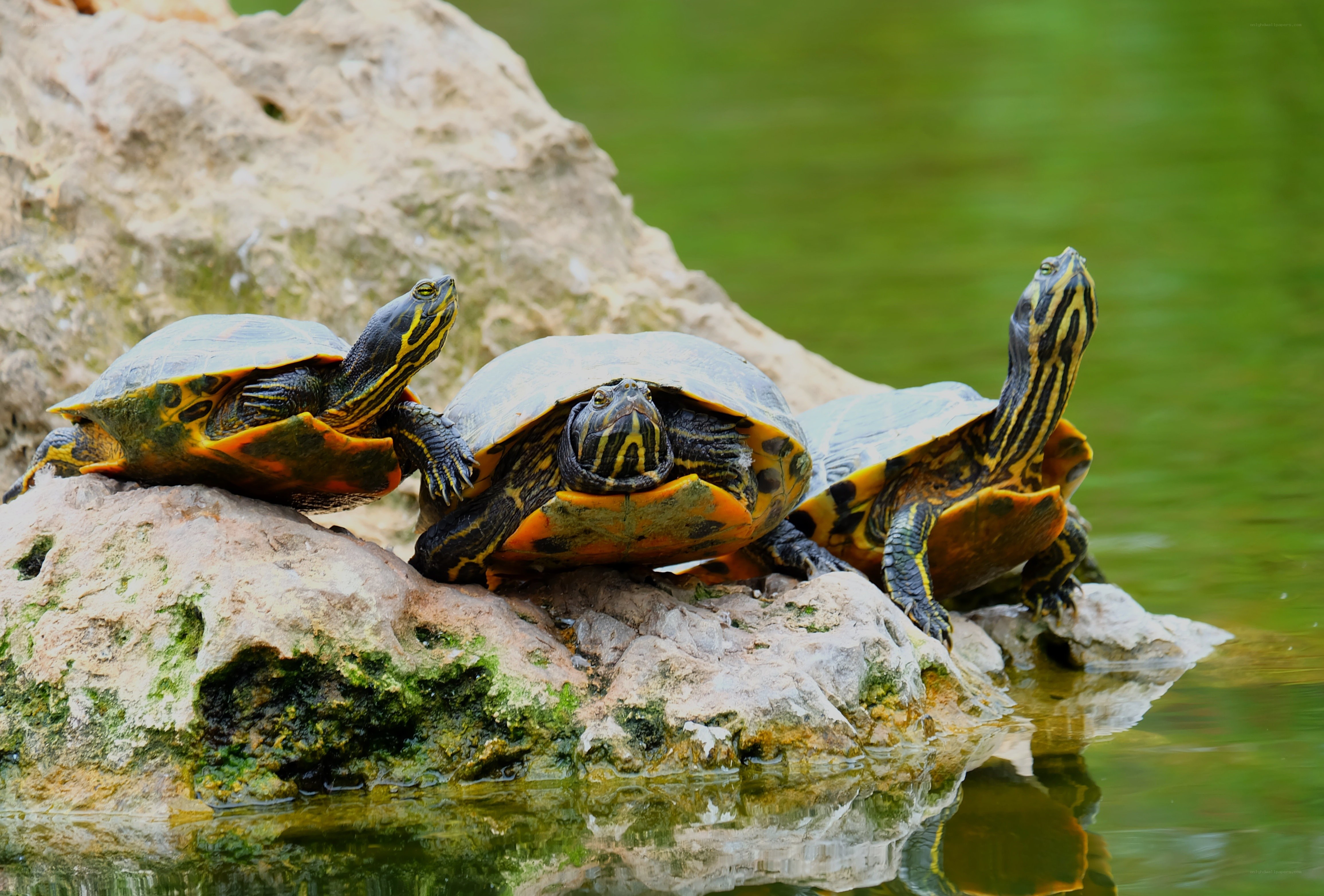 Turtles basking on a rock
