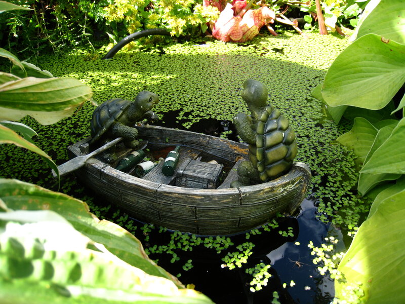 Turtles in a Boat