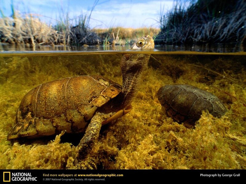 Turtles in a marsh
