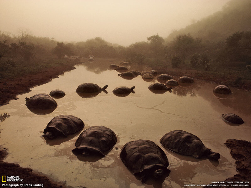 turtles in a muddy pond