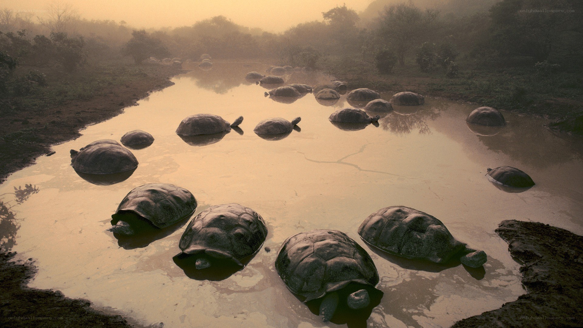 turtles in a muddy pond