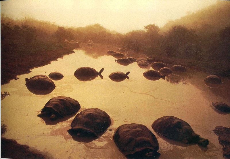 turtles in a muddy pond