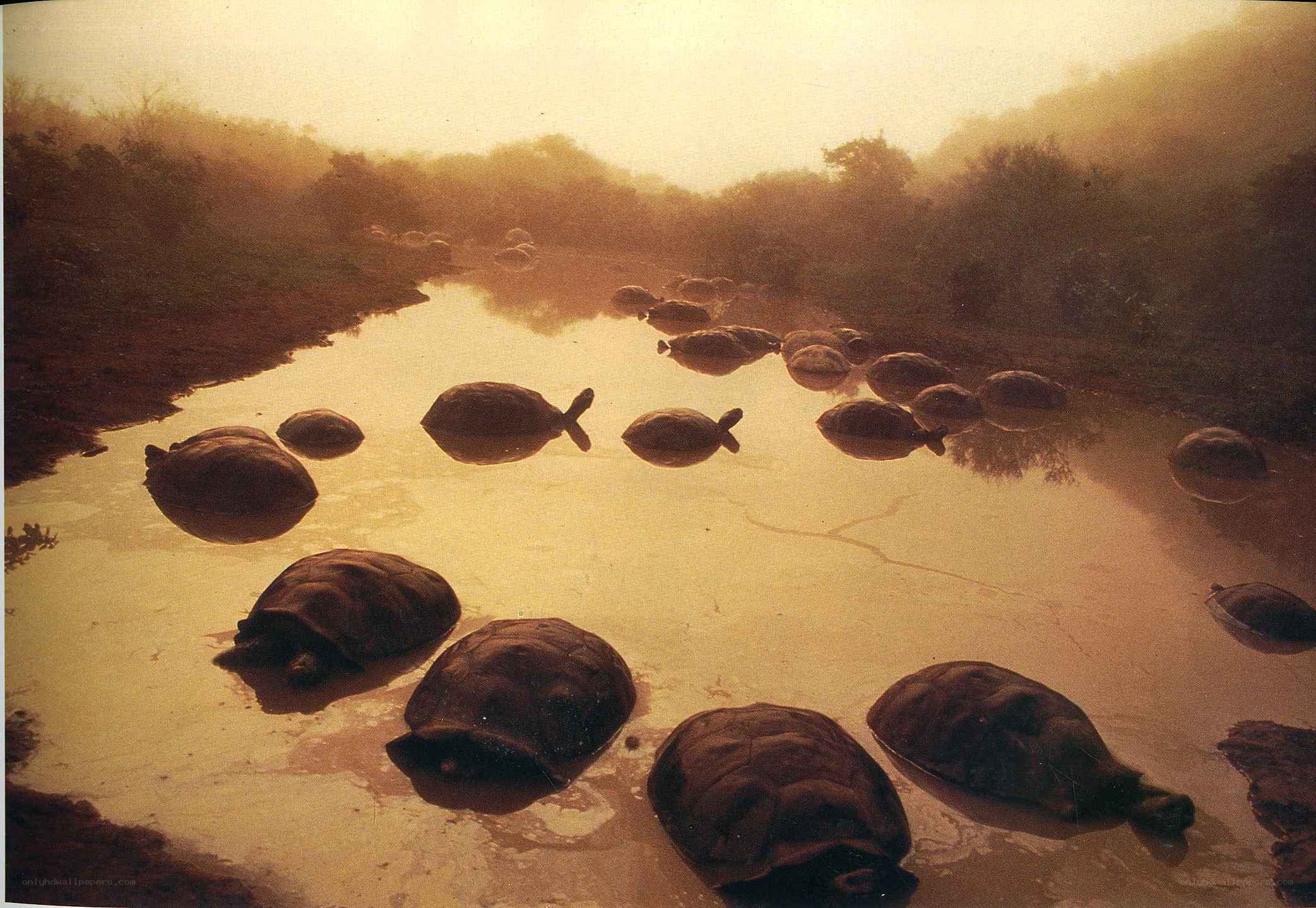 turtles in a muddy pond