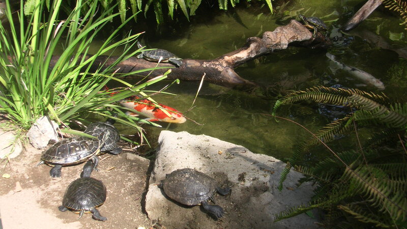 Turtles in a Pond — Green