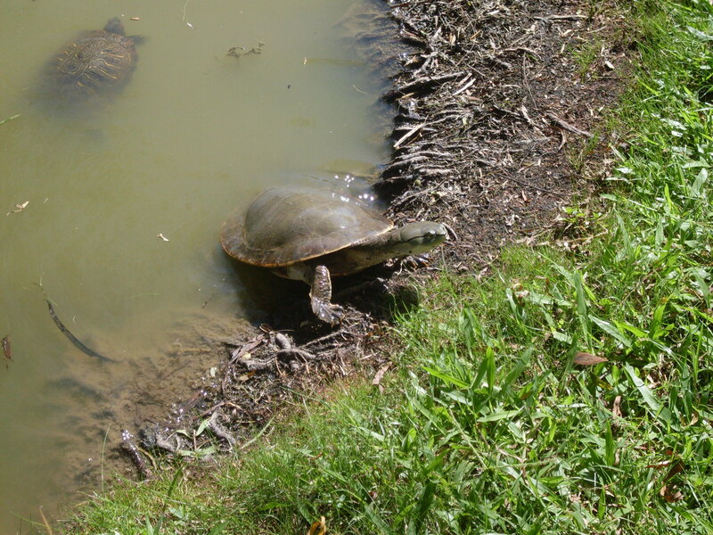 Turtles in a Pond