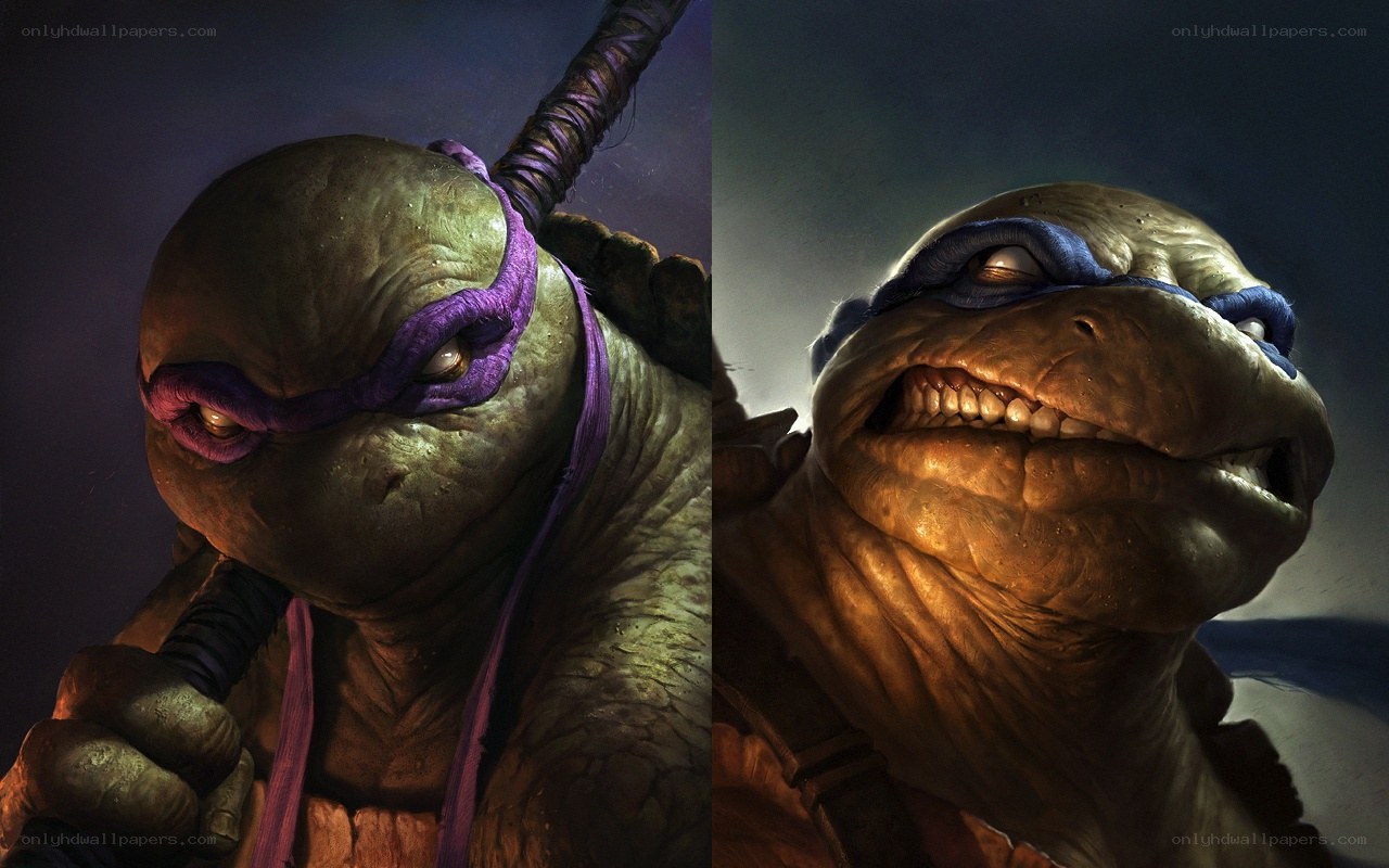 Turtles in a split portrait