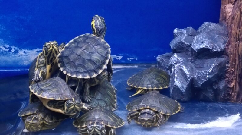 Turtles in Aquarium — Blue