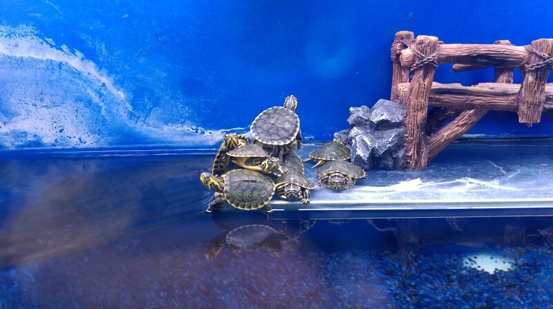 Turtles in Aquarium