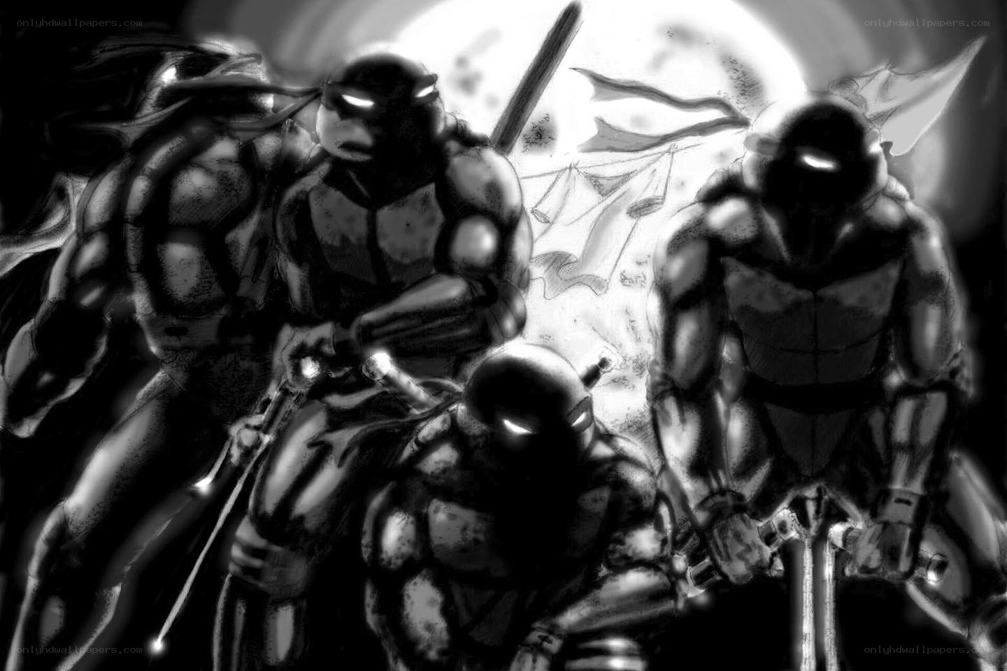Turtles in black and white