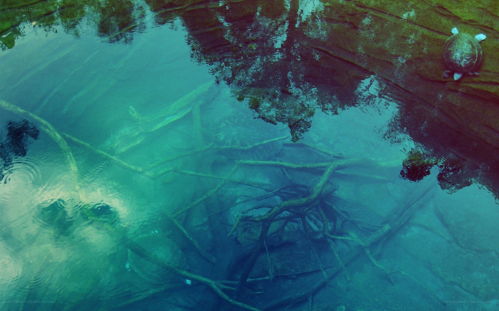 turtles in clear water