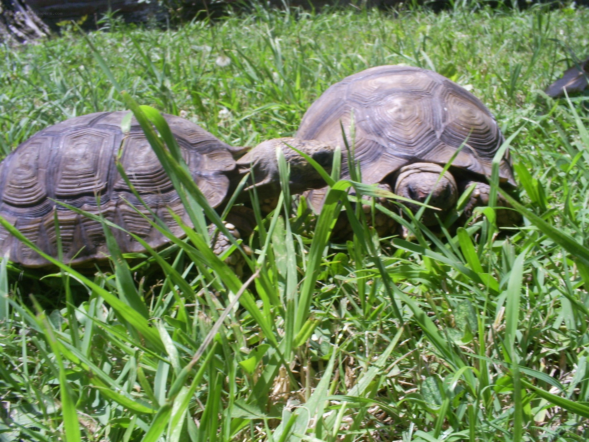 turtles in grassy field