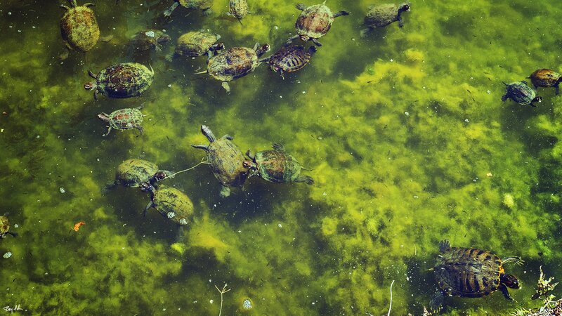 Turtles in Green Water