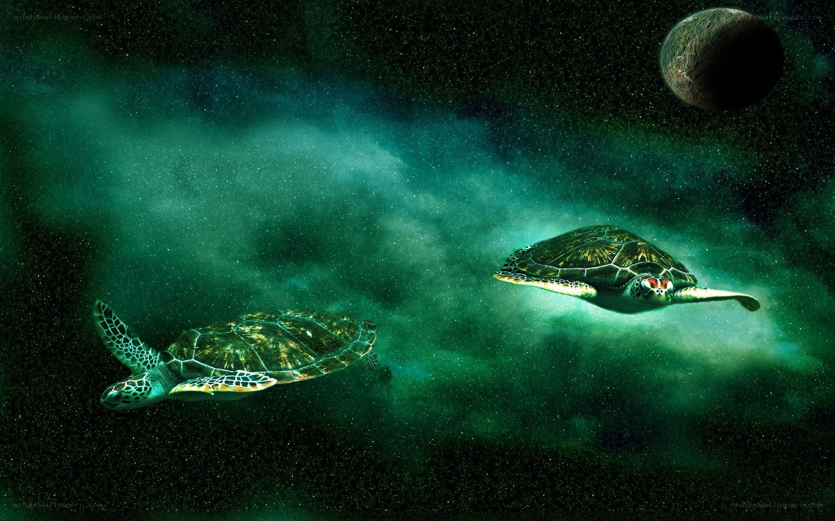turtles in space