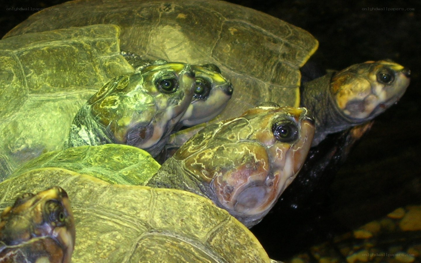 turtles in water