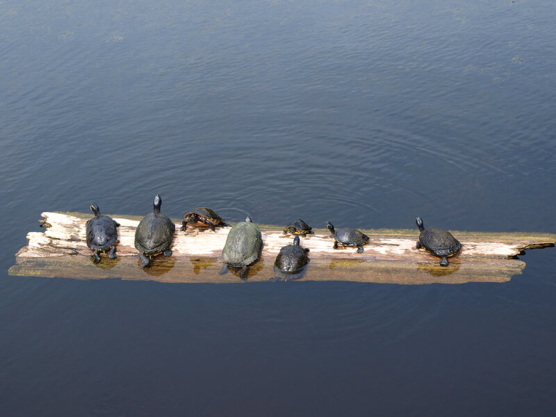 Turtles on a Log — Blue, Calm