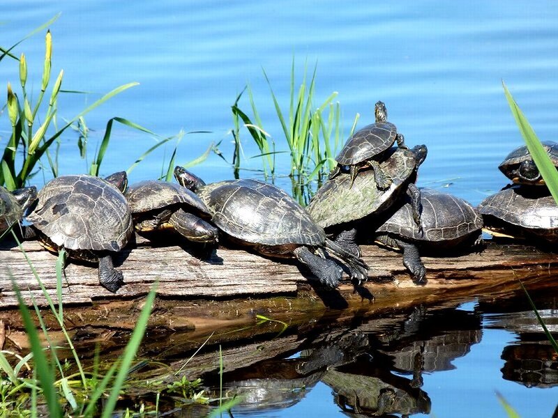 Turtles on a Log — Blue