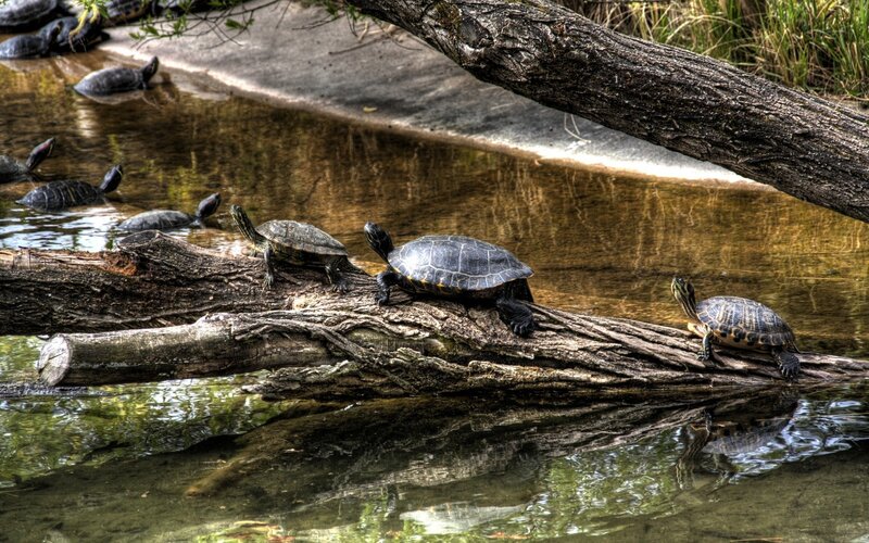 Turtles on a Log — Brown, Serene, Afternoon
