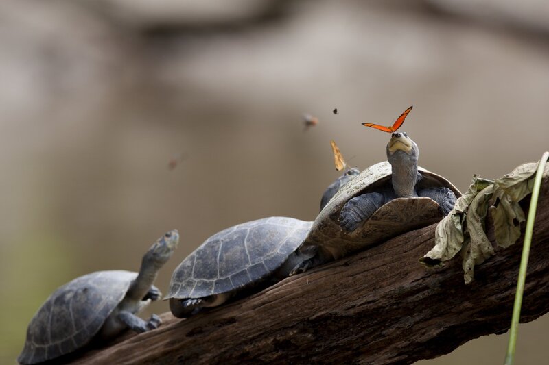 Turtles on a Log — Brown