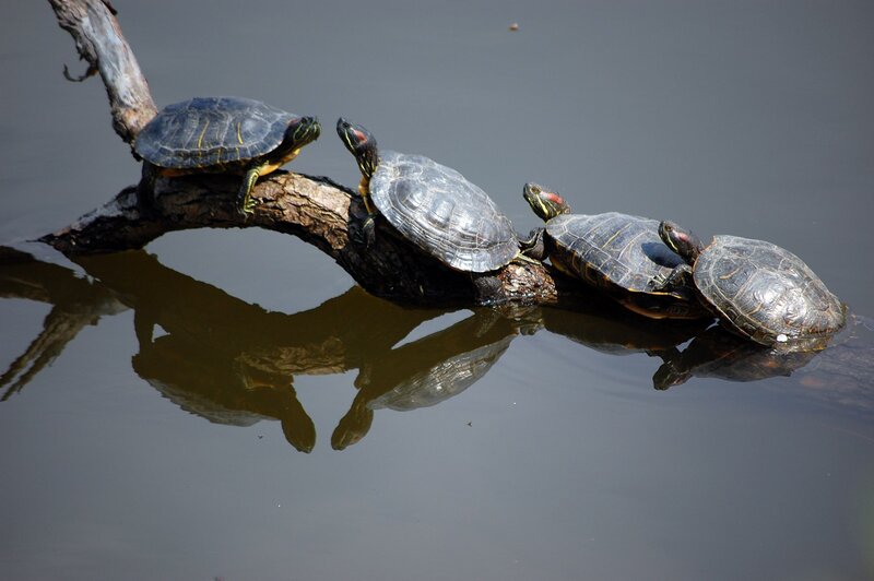 Turtles on a Log — Gray