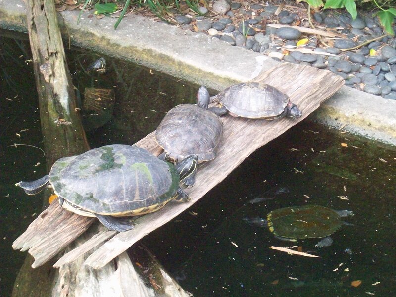 Turtles on a Log — Green, Calm