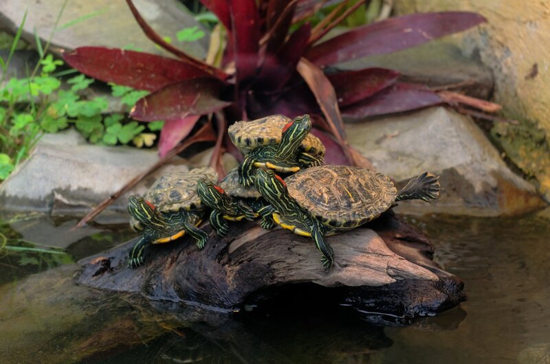 Turtles on a Log — Green, Natural