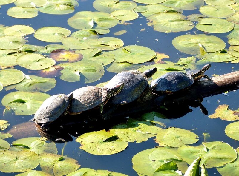 Turtles on a Log — Green