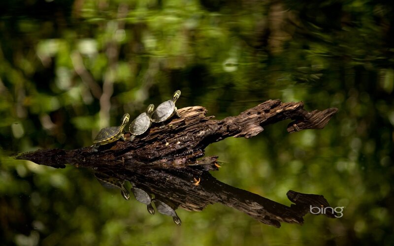 Turtles on a log in the swamp