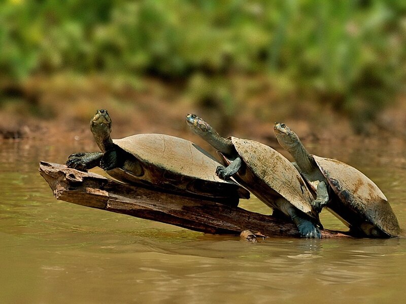 turtles on a log