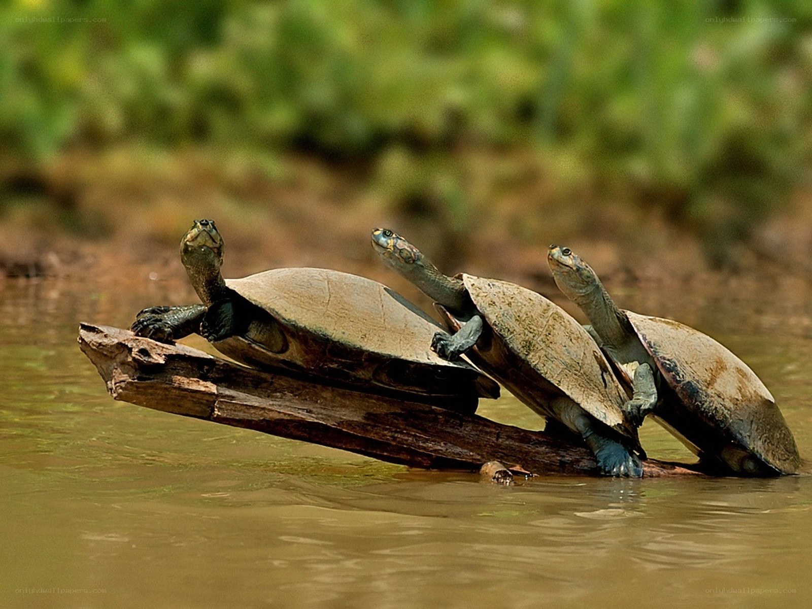 turtles on a log