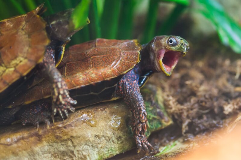 turtles on a rock