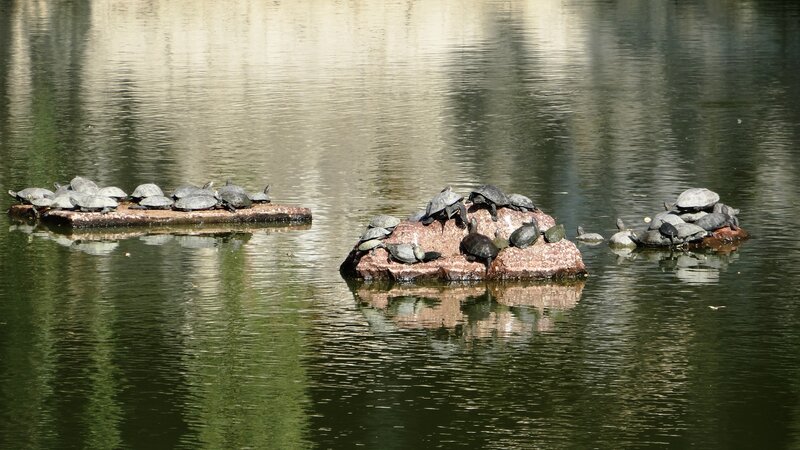 Turtles on Rocks — Green