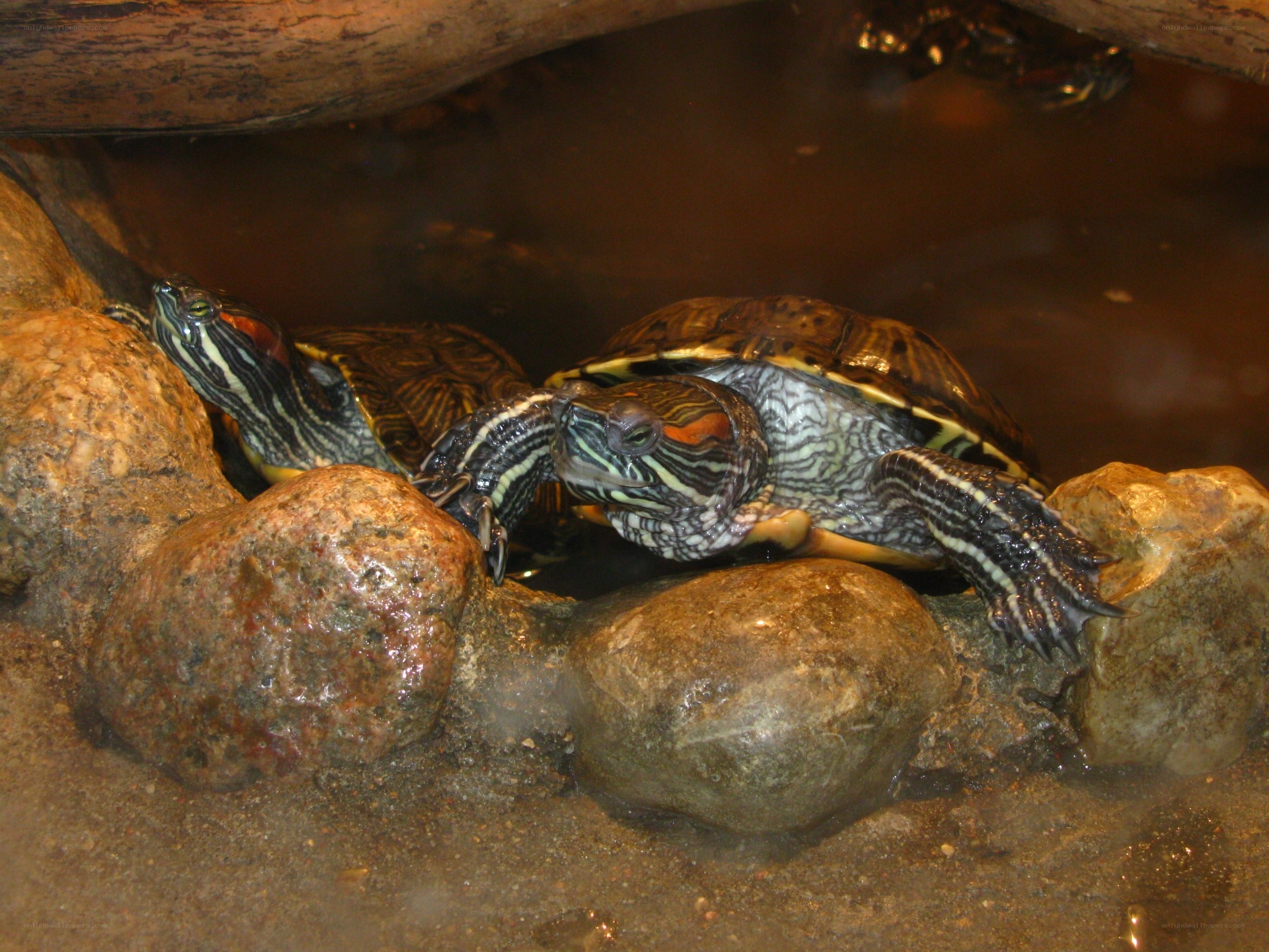 Turtles on rocks in water