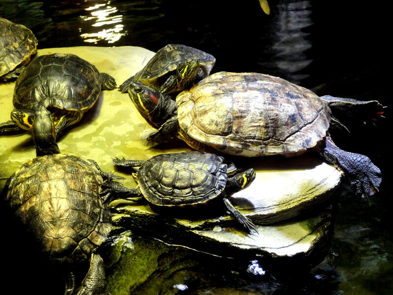 Turtles on Rocks
