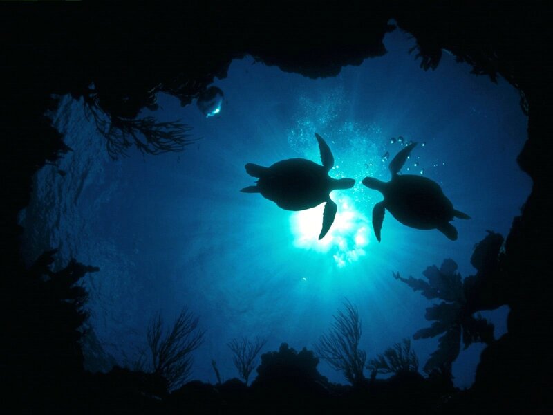 Turtles swimming in blue water
