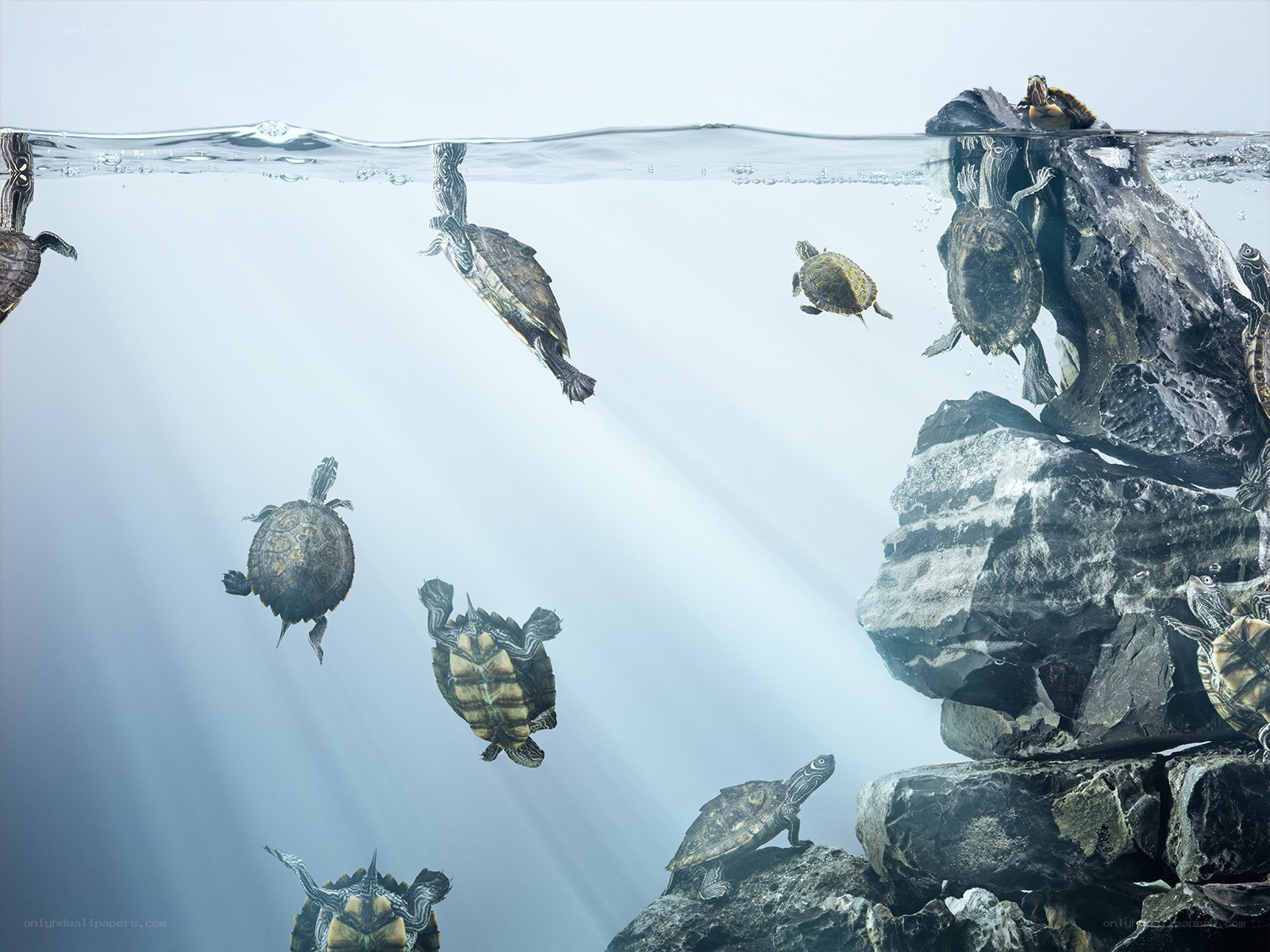 Turtles swimming underwater
