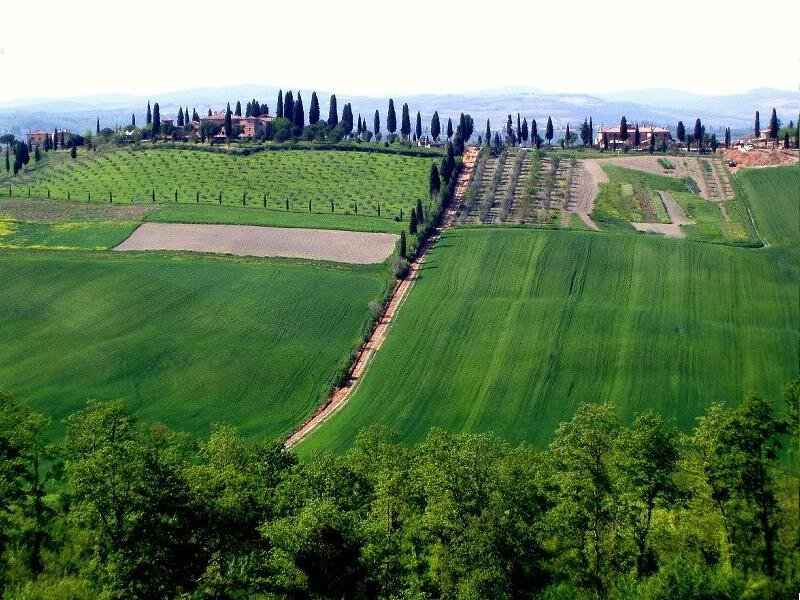 Tuscan Countryside — Green, Serene, Afternoon