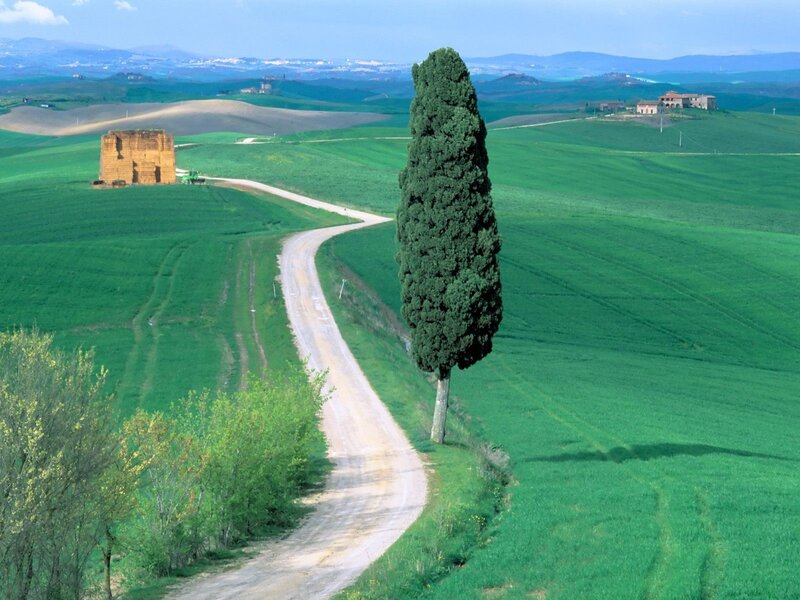 Tuscan countryside with cypress tree