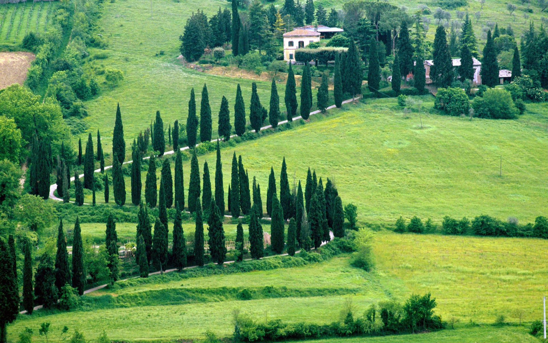 Tuscan countryside with cypress trees