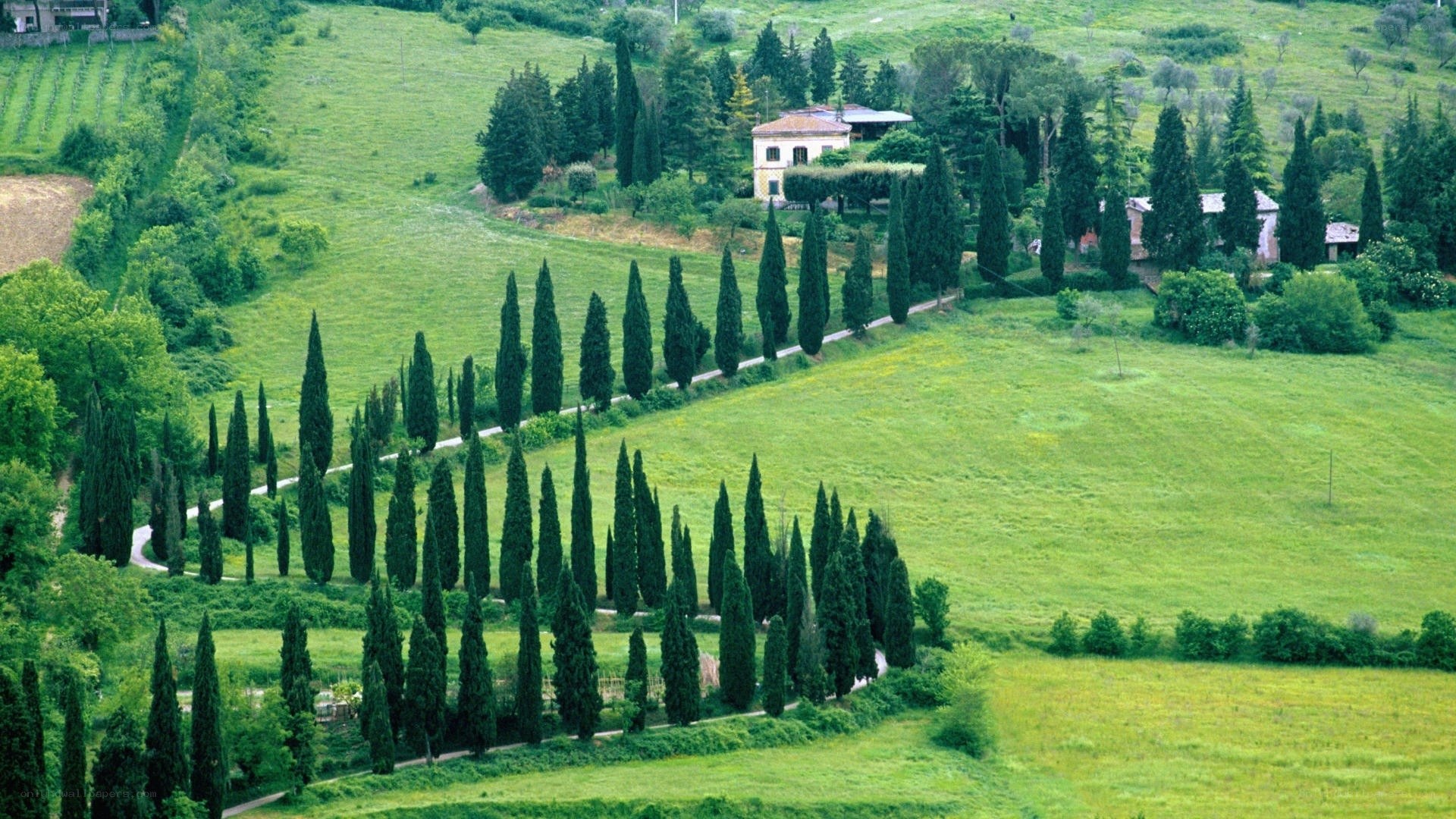 Tuscan countryside with cypress trees