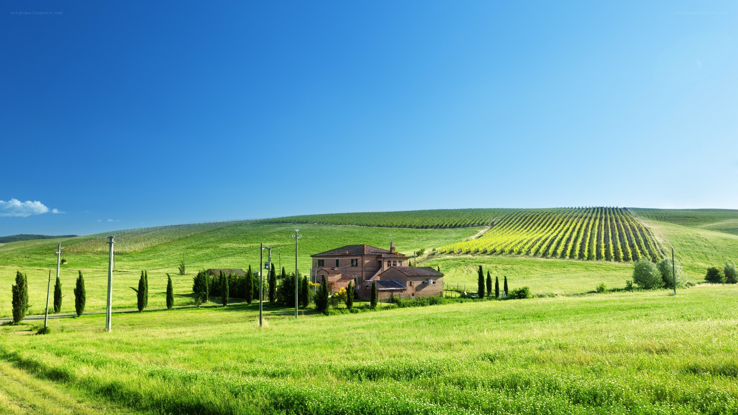 Tuscan countryside with vineyards