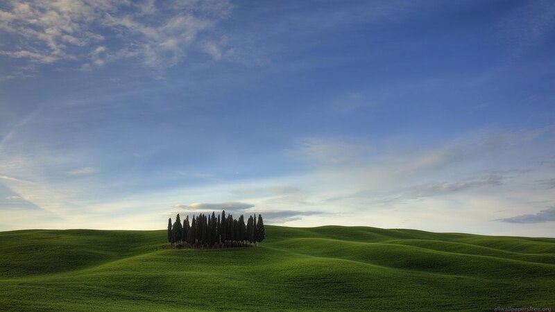 Tuscan cypress grove